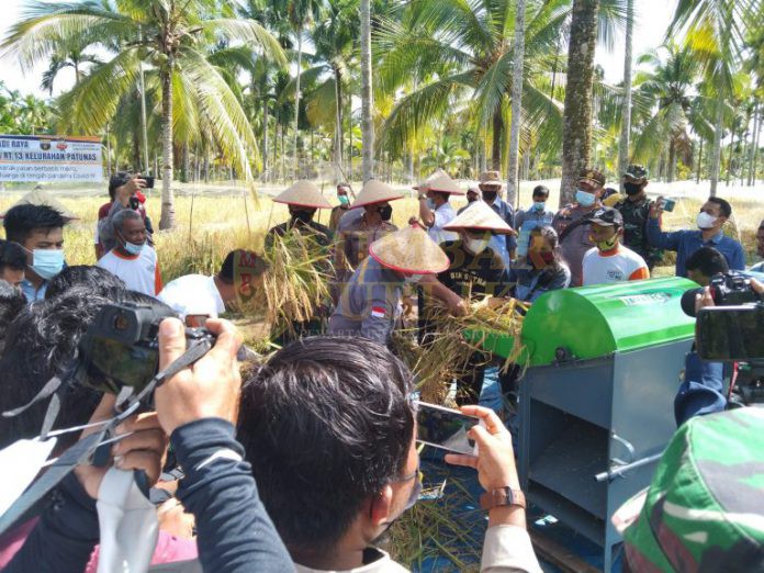 Bupati Tanjung Jabung Barat Hadiri Panen Raya Tanaman Padi di Kampung Tangguh Siginjai