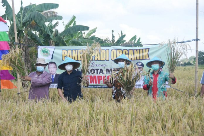 Wali Kota Wahdi dan Direktur CV.Wong Agro Lestari sedang Memanen Padi