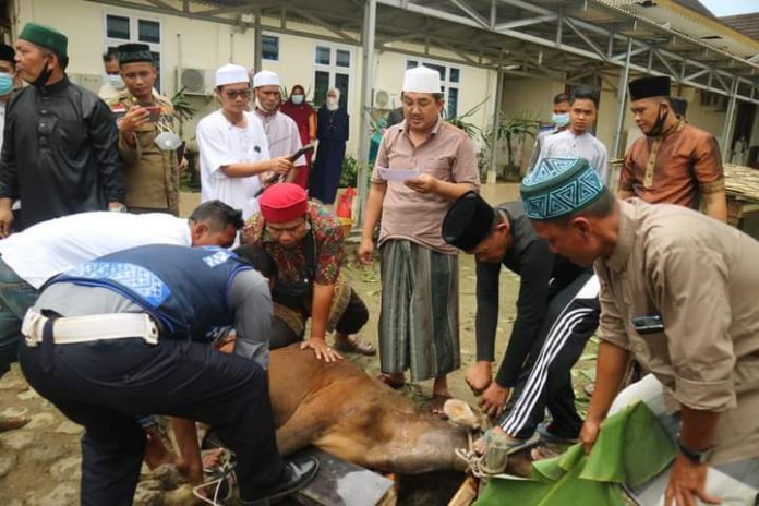 Bupati Anwar Sadat melakukan penyembelihan satu ekor sapi qurban di Rumah Dinas, selasa (20/07/21).