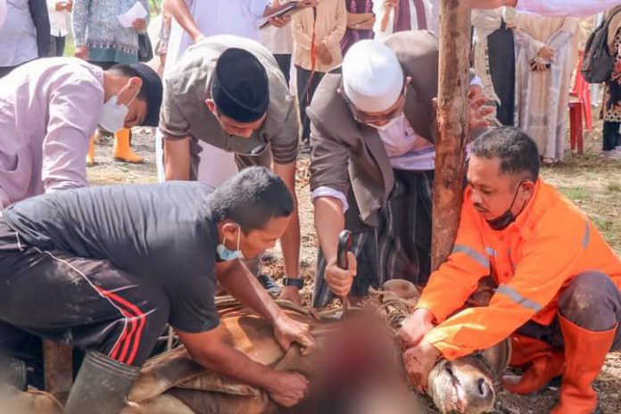 Bupati Anwar Sadat Melaksanakan Kegiatan Penyembelihan Hewan Qurban