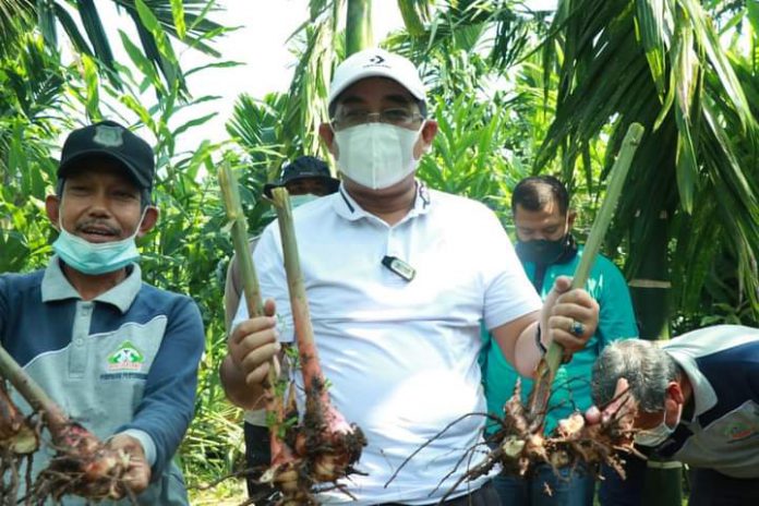 Bupati Tanjung Jabung Barat Melaksanakan Kegiatan Panen Raya